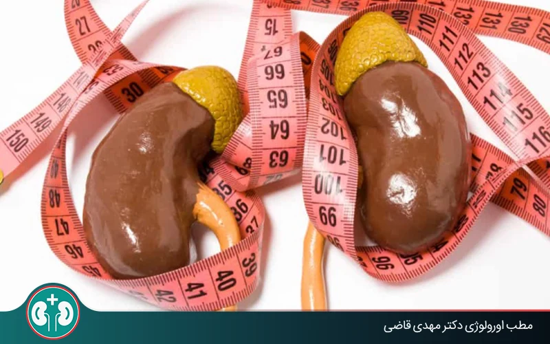 What Is the Normal Kidney Size in Millimeters?